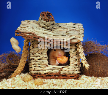 Hamster doré hamster syrien se trouve dans sa petite maison et mange un morceau de petite carotte studio Banque D'Images