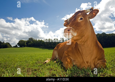 Une vache limousine (France). Vache (Bos taurus domesticus) de race Limousine (France). Banque D'Images