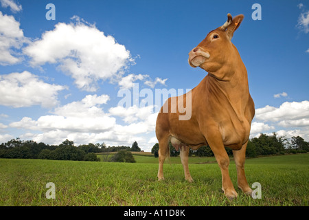 Un Limousin vache (Bos taurus domesticus) dans un pré (France).Vache (Bos taurus domesticus) de race Limousine dans un pré (France) Banque D'Images