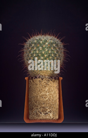 Un succulent (Mammillaria bombycina) révélant son système racinaire. (Cactus Mammillaria bombycina) laissant apparaître ses racines. Banque D'Images