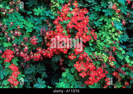 Tropaeolum speciosum, capucine, flamme flamme tropaeolums réducteur Banque D'Images