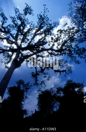 Arbre Ceiba, Tikal, parc national de Tikal, El Petén, El Petén, Guatemala Ministère Banque D'Images