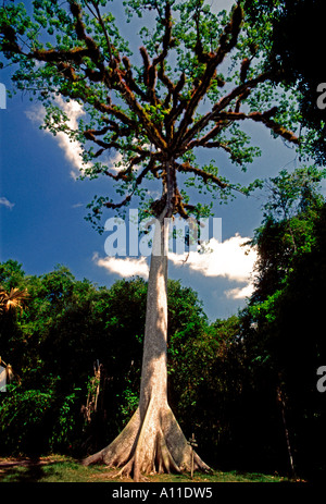 Arbre Ceiba, Tikal, parc national de Tikal, El Petén, El Petén, Guatemala Ministère Banque D'Images