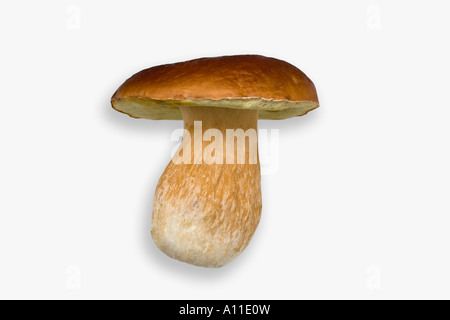 Un 'cep' de Bordeaux (Boletus edulis) photographié dans le studio (France). Cèpe de Bordeaux photographié en studio (France) Banque D'Images