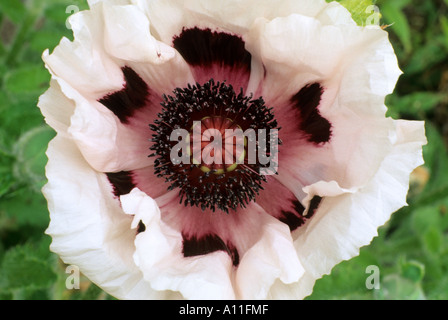 Papaver orientale 'Mrs. Perry', pavot d'orient, blancs et noirs, de fleurs, plantes jardin horticulture poppies Banque D'Images