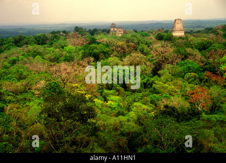 Temple, jungle, jungle canopy, Tikal, parc national de Tikal, El Petén, El Petén, Guatemala Ministère Banque D'Images