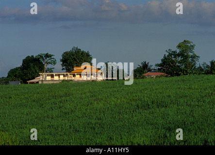 Plantation de canne à sucre, de Sainte-Rose, Basse-Terre, Guadeloupe, l'île de Basse-Terre, French West Indies, France Banque D'Images