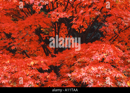 Les branches et les feuilles d'érable japonais en automne Westonbirt Arboretum Gloucestershire Angleterre Banque D'Images