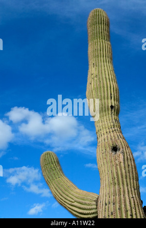 Courbés et tordus vieux Saguaro cactus atteignant jusqu'à la sky Banque D'Images