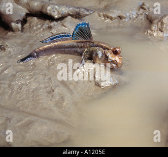 MUDSKIPPER un vrai poisson sort de l'eau à la terre signe signal mangrove pool blue fin waterpool Banque D'Images