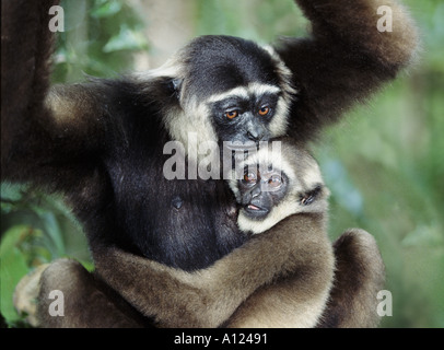 Dark remis gibbon et bébé Tanjung Mettre Bornéo Banque D'Images