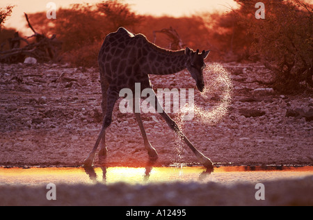 Girafe de boire à l'aube d'Etosha Namibie Afrique du Sud Banque D'Images