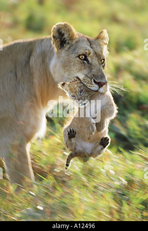 Lionne transportant cub de coffre le Masai Mara au Kenya Banque D'Images