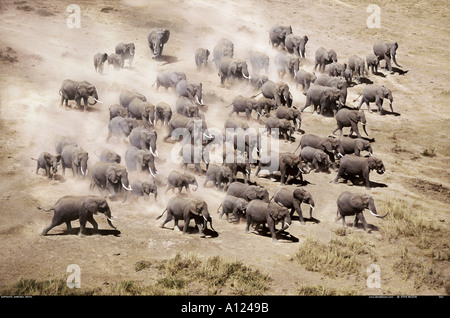 Des éléphants d'Afrique de l'antenne du Parc National d'Amboseli au Kenya Banque D'Images