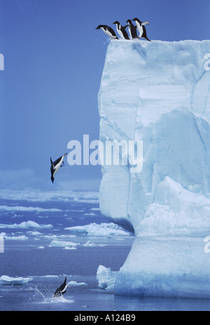 Les manchots Adélie sautant hors de l'Antarctique iceberg Banque D'Images