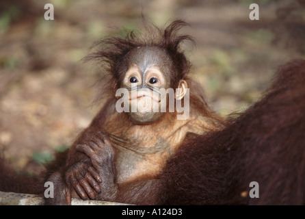 L'orang-outan de Bornéo bébé Tanjung mettre Banque D'Images