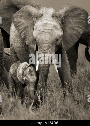 L'éléphant d'Afrique et du mollet le Masai Mara au Kenya Banque D'Images