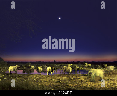 Les éléphants par point d'eau dans la nuit d'Etosha Namibie Banque D'Images