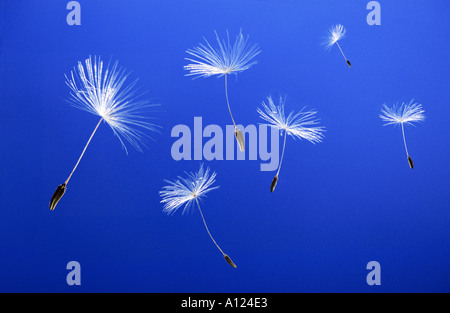 Graines de pissenlit soufflant dans le vent Axacum officinale Banque D'Images