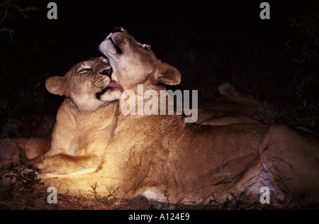 Lionnes de nuit de toilettage de l'Afrique du Sud Banque D'Images