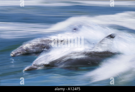 Les grands dauphins de l'Afrique du Sud Banque D'Images