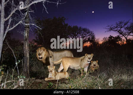 La fierté du Lion la nuit, tuer l'Afrique du Sud Banque D'Images