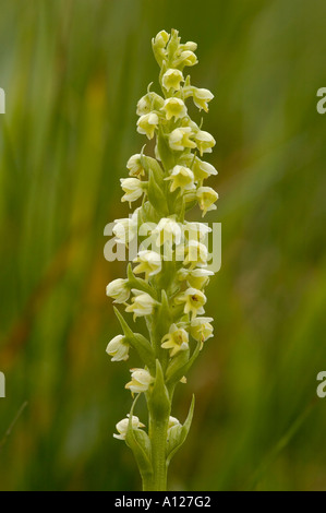 Petite Orchidée blanche Pseudorchis albida Banque D'Images