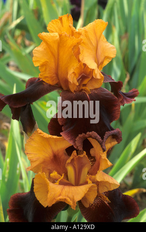 "Iris Sultan suprême' grand Iris, jaune, marron, couleur à deux tons, fleur plante jardin, rhizome, rhizomatus Banque D'Images