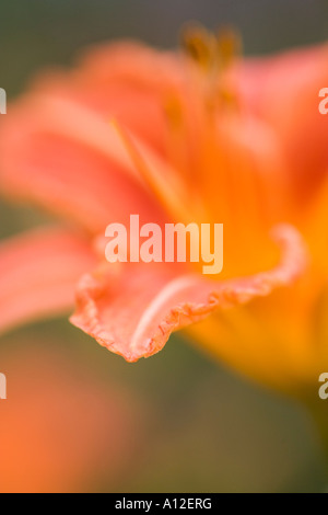 Une fleur d'une orange hemerocallis Banque D'Images