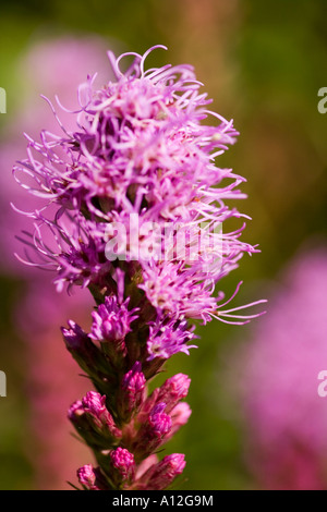 Une fleur d'un lilas liatris (polygala bouton) Banque D'Images