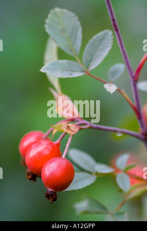 Certains fruits (HIPS) sur un chien de bush-rose Banque D'Images