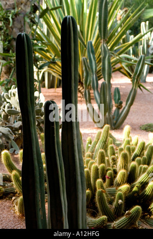 Les jardins Majorelle à Marrakech Maroc Banque D'Images