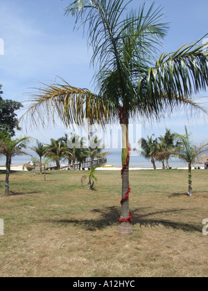 Noël dans les tropiques, décoré de palmiers sur Bulago Island dans le lac Victoria Banque D'Images