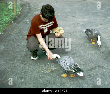 Jeune homme neiges alimentation slimbridge Wildfowl and Wetlands Trust gloucestershire a ouvert en 1946 par Sir Peter Scott Banque D'Images