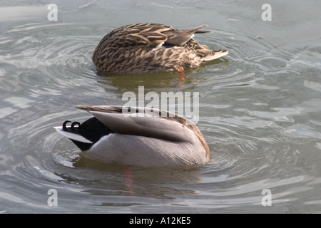Canard colvert mâle et femelle avec des queues en l'air alimentation par le fond du lac. Crystal Palace Park, Sydenham, Londres, Angleterre Banque D'Images