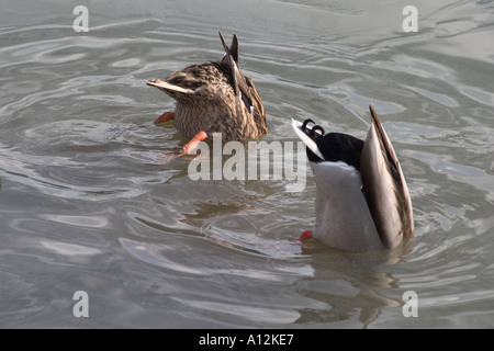 Canard colvert mâle et femelle avec des queues dans l'alimentation de l'air de fond du lac, Crystal Palace Park, Sydenham, Londres, Angleterre Banque D'Images