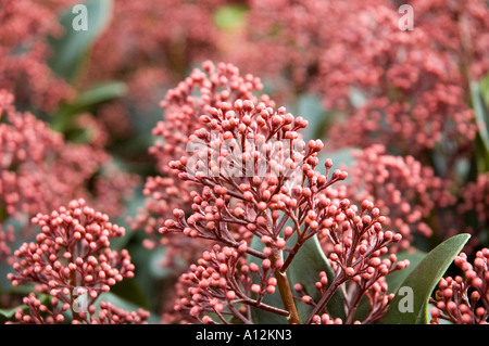 Floraison d'hiver Skimmia japonica Rubella fleurs mâles, et pas de cette variété de petits fruits Banque D'Images