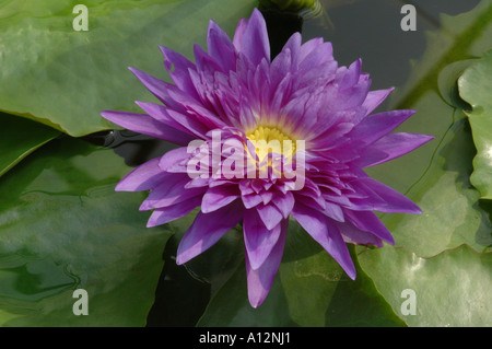 Nymphaea Roi de Siam bleu et jaune nénuphar plante aquatique Banque D'Images