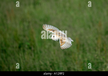 Effraie des clochers Tyto alba EN VOL AU MEADOW YORKSHIRE JUILLET Banque D'Images