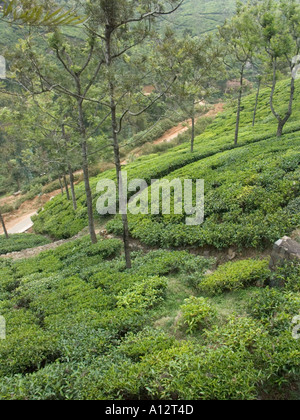 Vue sur les plantations de thé dans les collines Banque D'Images