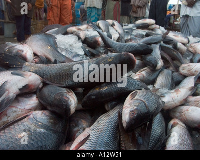 Poisson dans un marché aux poissons dans le port de la rivière Buriganaga Banque D'Images