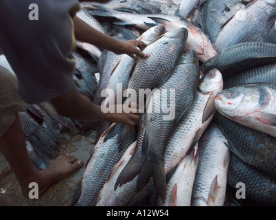 Poisson dans un marché aux poissons dans le port de la rivière Buriganaga Banque D'Images