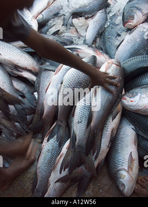 Poisson dans un marché aux poissons dans le port de la rivière Buriganaga Banque D'Images