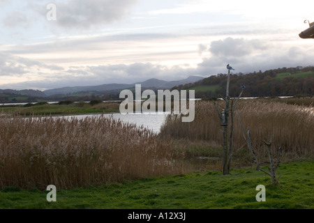 Conwy, Nord du Pays de Galles de la réserve RSPB Banque D'Images