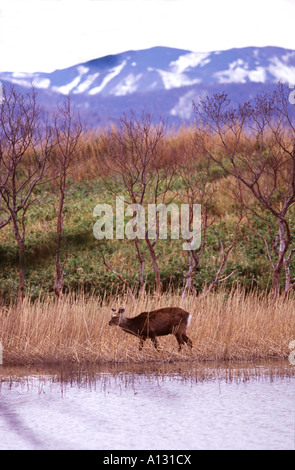 Un cerf Ezo rss sur les rives du lac d'abord le parc national de Shiretoko, l'est de Hokkaido, Japon Banque D'Images