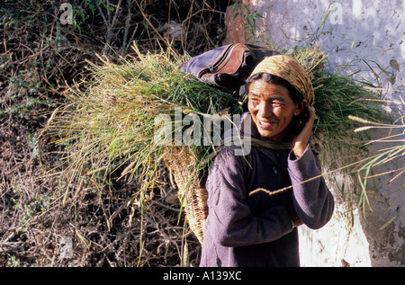 Scène Sural prises dans le Ladakh Banque D'Images