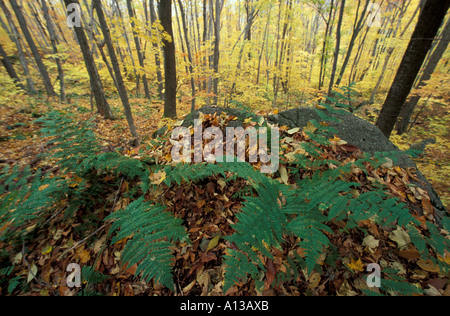 White Mountain N F NH Mountain woodfern Dryopteris spinulosa var americana le nord de la forêt de feuillus à l'automne Banque D'Images