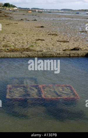 Les huîtres nettoyées dans un panier métallique extérieure sur la plage Vannes Golfe du Morbihan Bretagne France Banque D'Images