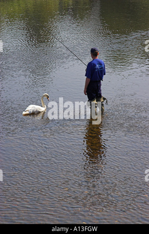 Angler et swan dans la rivière Severn, Bewdley, Hereford et Worcester, Angleterre Banque D'Images