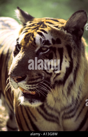 Tiger Cage autour de la stimulation, le Zoo de Banham, Norfolk, UK Banque D'Images